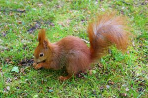 Red Squirrel